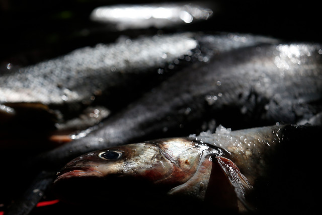 Pescadores de Pto. Montt exigen millonaria indemnización por escape de salmones