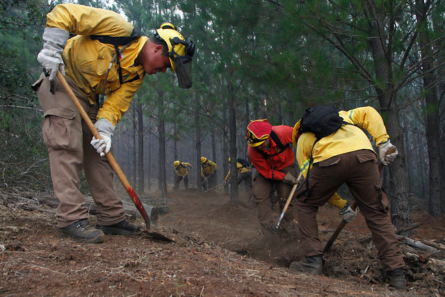 Reporte de la Onemi: ocho comunas con alerta roja y 44 incendios forestales