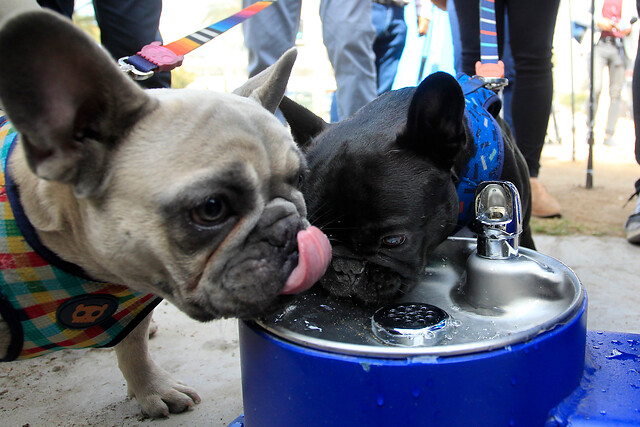 Inauguran inéditos puntos de hidratación para mascotas en Viña del Mar