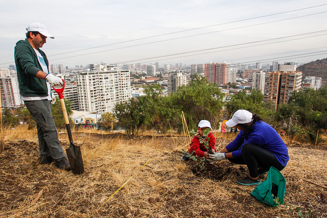 Inician reforestación del Parque Metropolitano afectado por incendio