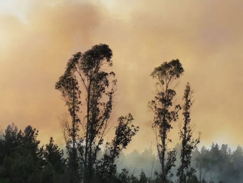 Valparaíso: incendios forestales consumen 7 hectáreas de vegetación