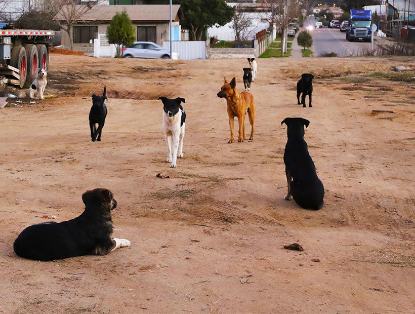 Valparaíso: jauría de perros se comieron viva a una yegua