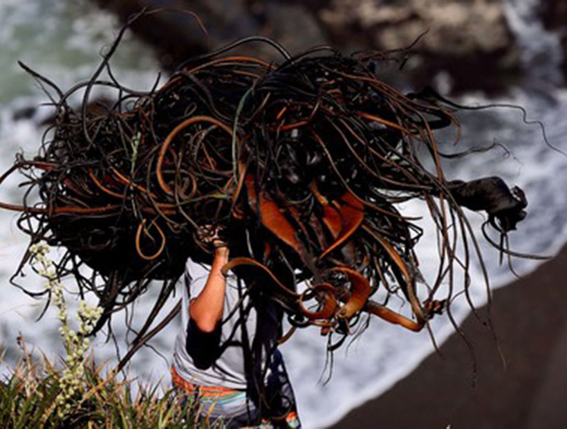 Pescadores de Carahue realizarán proyecto para dar valor agregado a estas algas