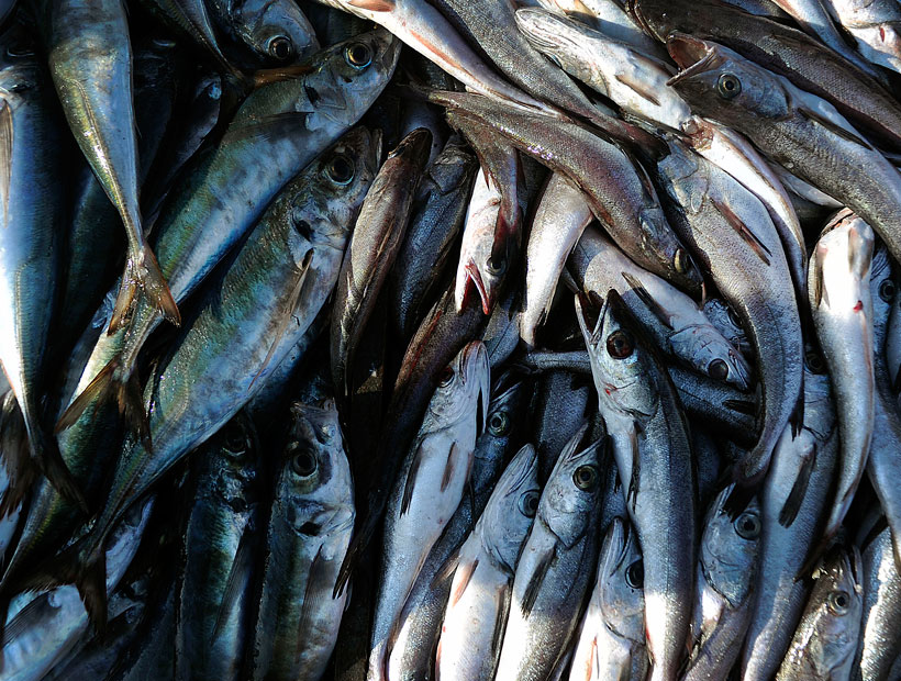 Proyectan que la producción de pescado crecerá en un 12% en la próxima década