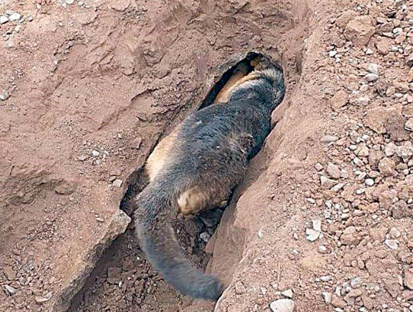 Santa María: Rescatan desde una tubería de cemento a un perro en un predio agrícola