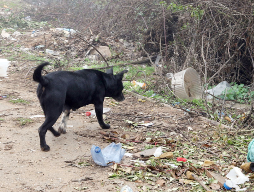 Viña del Mar: vecinos preocupados denuncian que alguien se come los perros y gatos