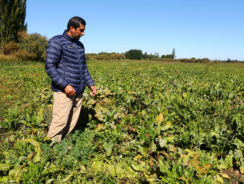 Alerta por presencia de arsénico en las hortalizas de Puchuncaví