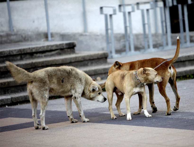 Los Placeres: Jauría de perros ataca a un hombre