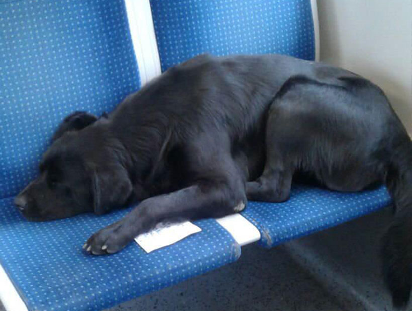 Valparaíso: Perros “invaden” los vagones del metro