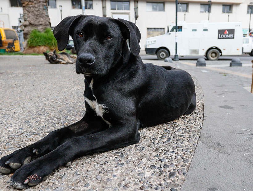 Valparaíso: Corte de Apelaciones ordena retirar a los perros callejeros de la plaza Aníbal Pinto