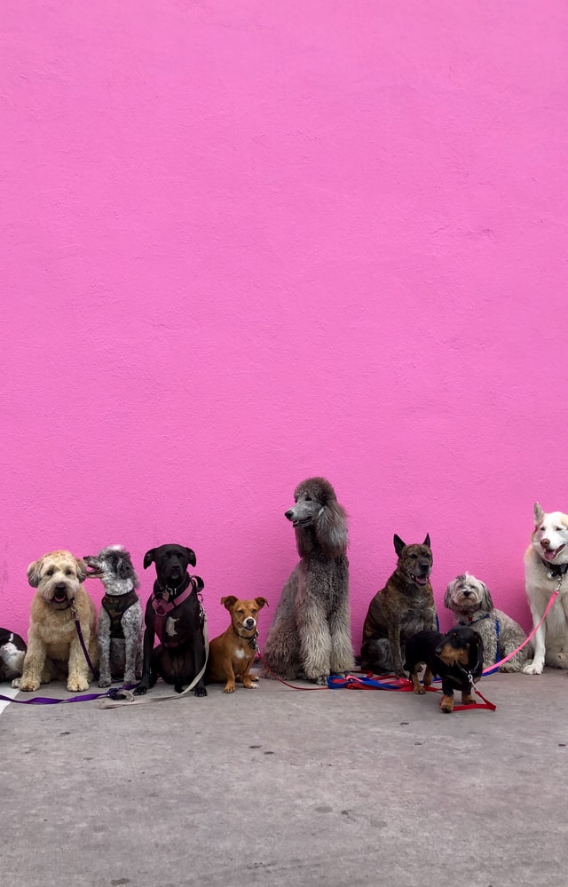 ¿Es recomendable llevar a las mascotas al médico veterinario en medio de la cuarentena?