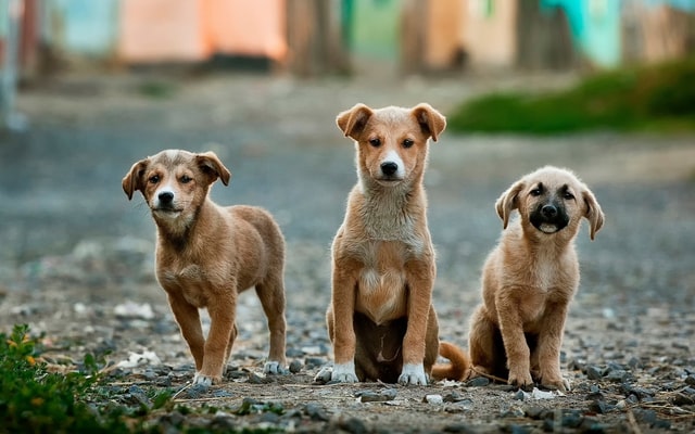 Valparaíso: Municipalidad continúa con plan de desparasitación e instalación de chip en mascotas