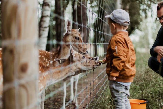 Tras denuncias de maltrato: alcaldesa Melipillán apoya convertir zoológico de Quilpué en santuario