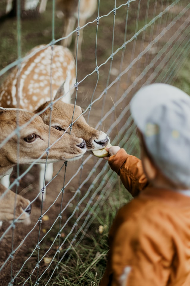 Zoológico de Quilpué podría abrir por última vez este verano