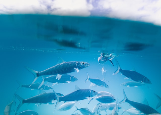 Pescadores de Quintero aseguran que con oferta de $8 millones se acaba el bloqueo de la bahía