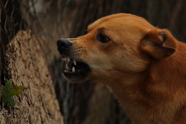 Estaba rescatando a su nieta: Hombre de 64 años muere tras ser mordido por un perro en Viña del Mar