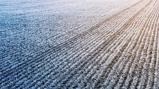 Más de 90 agricultores afectados por bajas temperaturas en Valparaíso: habrían pérdidas totales