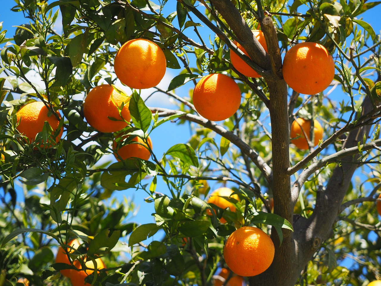 Programa realiza reunión para potenciar fruticultura de Valparaíso en materia de sustentabilidad