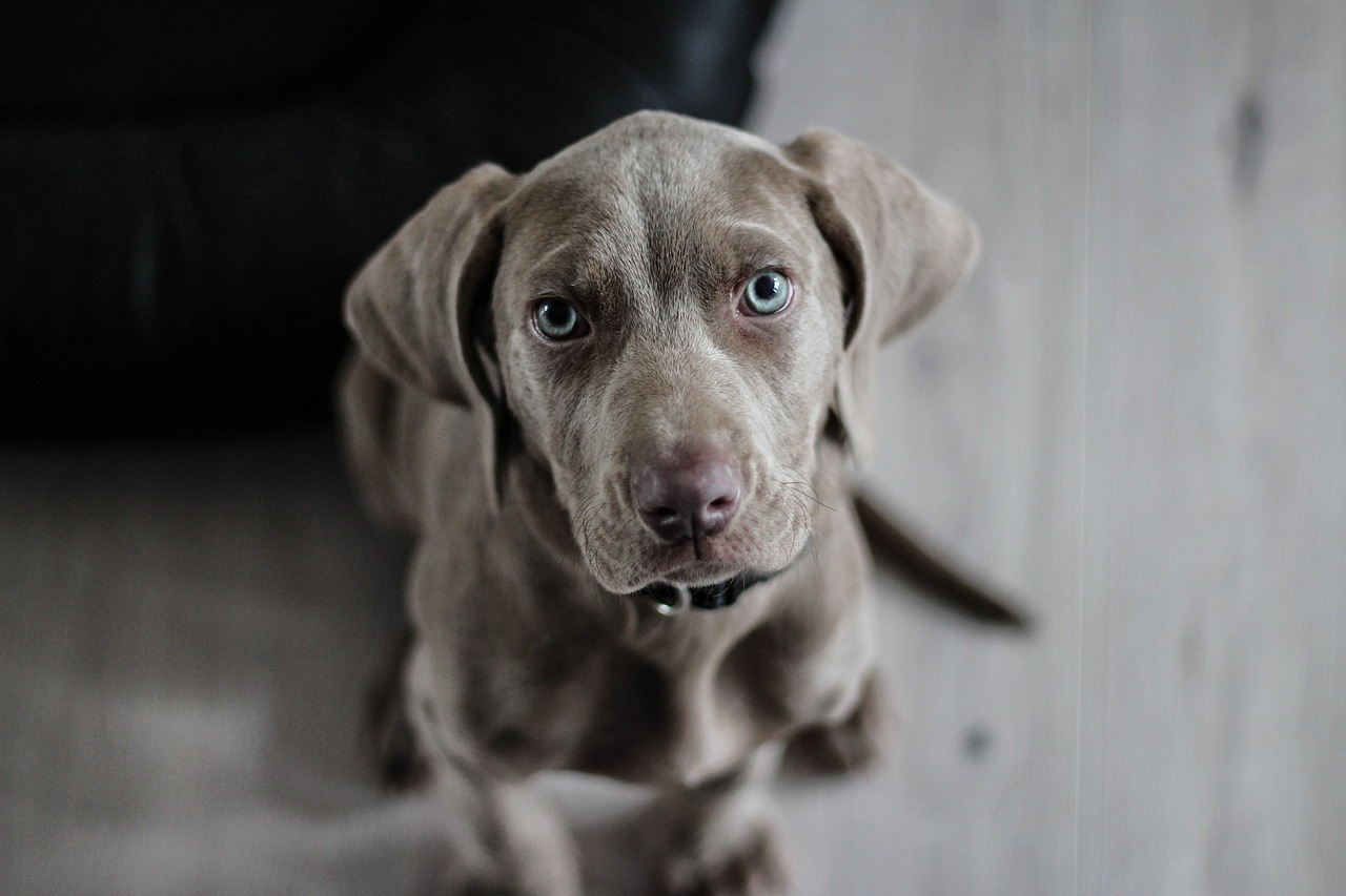 Jornada de esterilizaciones de mascotas se desarrolló en cerro Placeres de Valparaíso