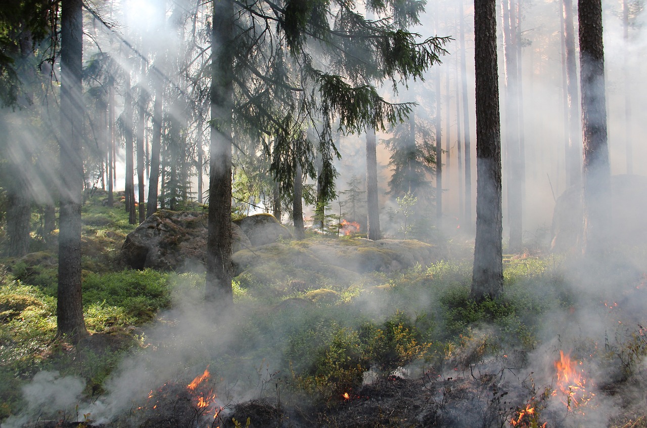 Gobierno se querellará contra voluntario acusado de iniciar incendio forestal en Villa Alemana