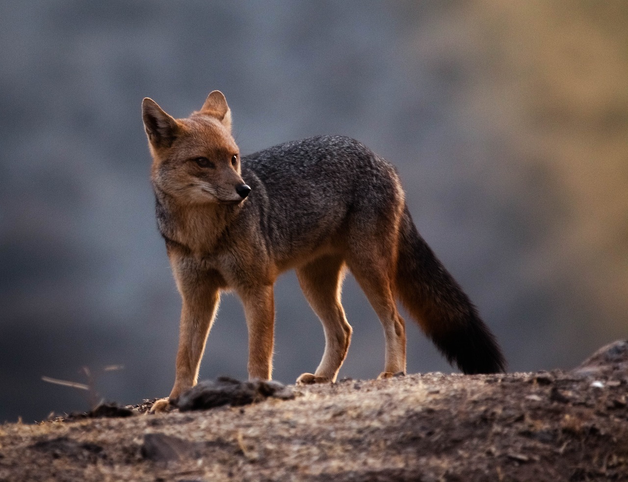 Reportan muerte de la mitad de las especies de fauna silvestre rescatada tras incendios en Valparaíso