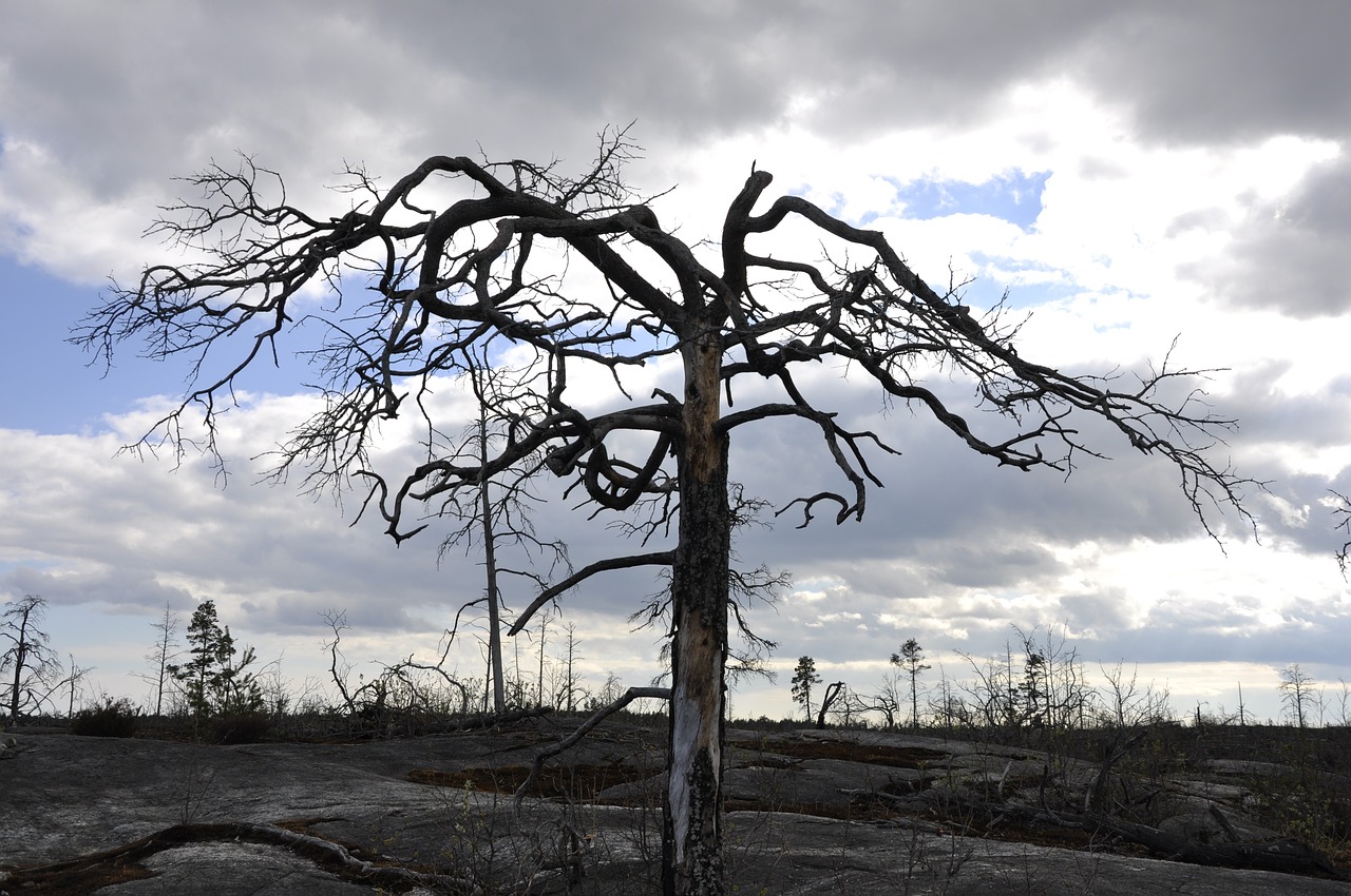 Ripamonti dice que en Viña hay al menos 6 mil viviendas afectadas por incendios y 30 mil damnificados