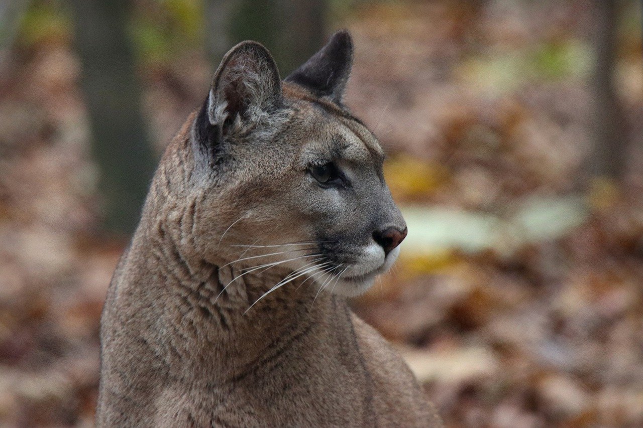 Temor por avistamiento de pumas en la parte alta de Viña del Mar:han aparecido cuerpos de animales desmembrados